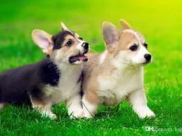 Get to Know the Adorable Pembroke Welsh Corgi Puppies