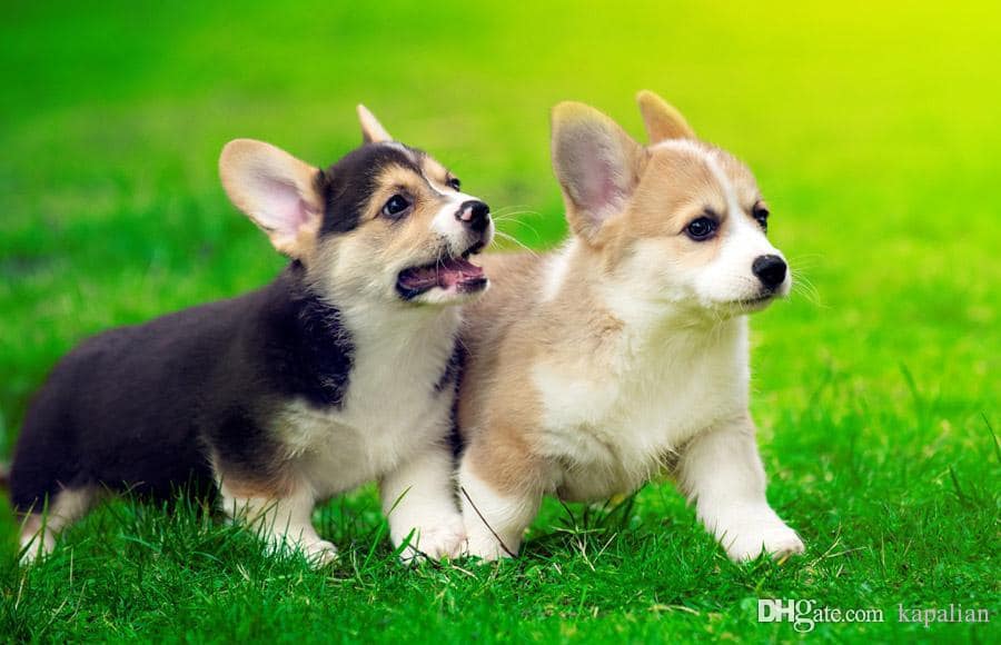 Get To Know The Adorable Pembroke Welsh Corgi Puppies