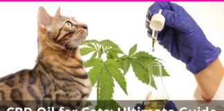 CBD Oil for Cat Breed Guide