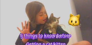 5 Points to Consider Before Getting a Cat