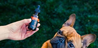CBD Products and Pets