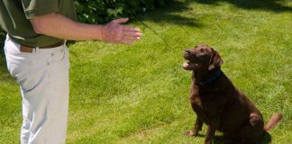 Home Dog Training Services