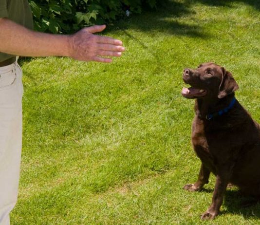 Home Dog Training Services