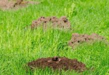 Bald Spots on Lawns